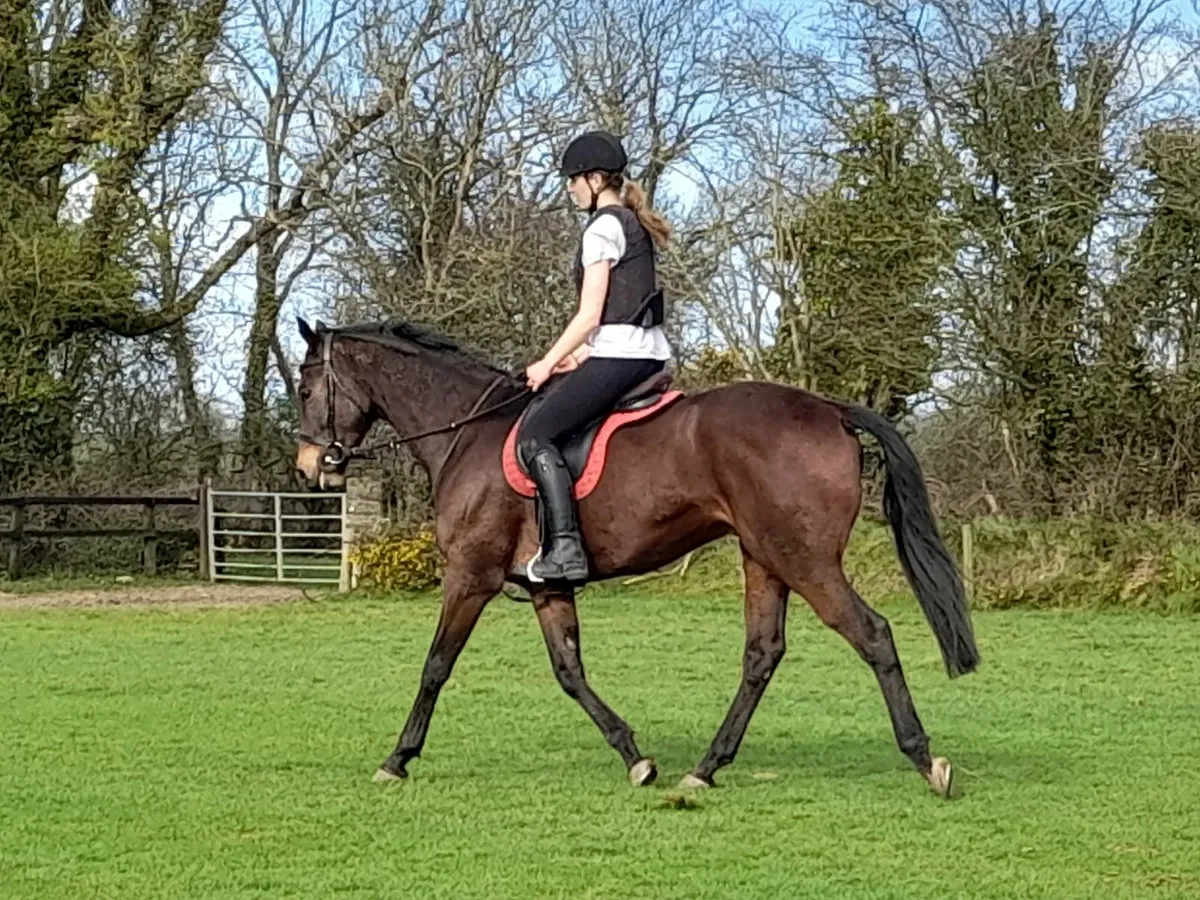 6 year old unraced thoroughbred gelding - Image 1