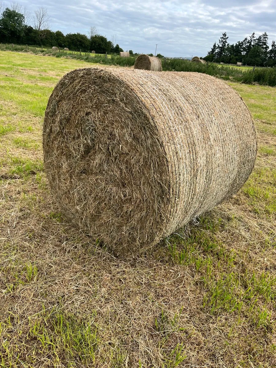 Organic hay - Image 1