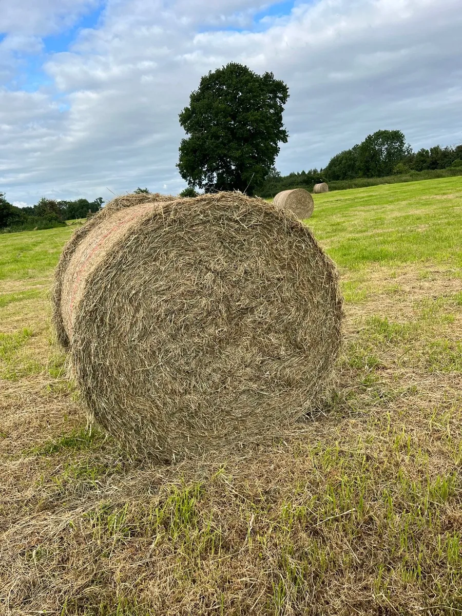 Organic hay - Image 2