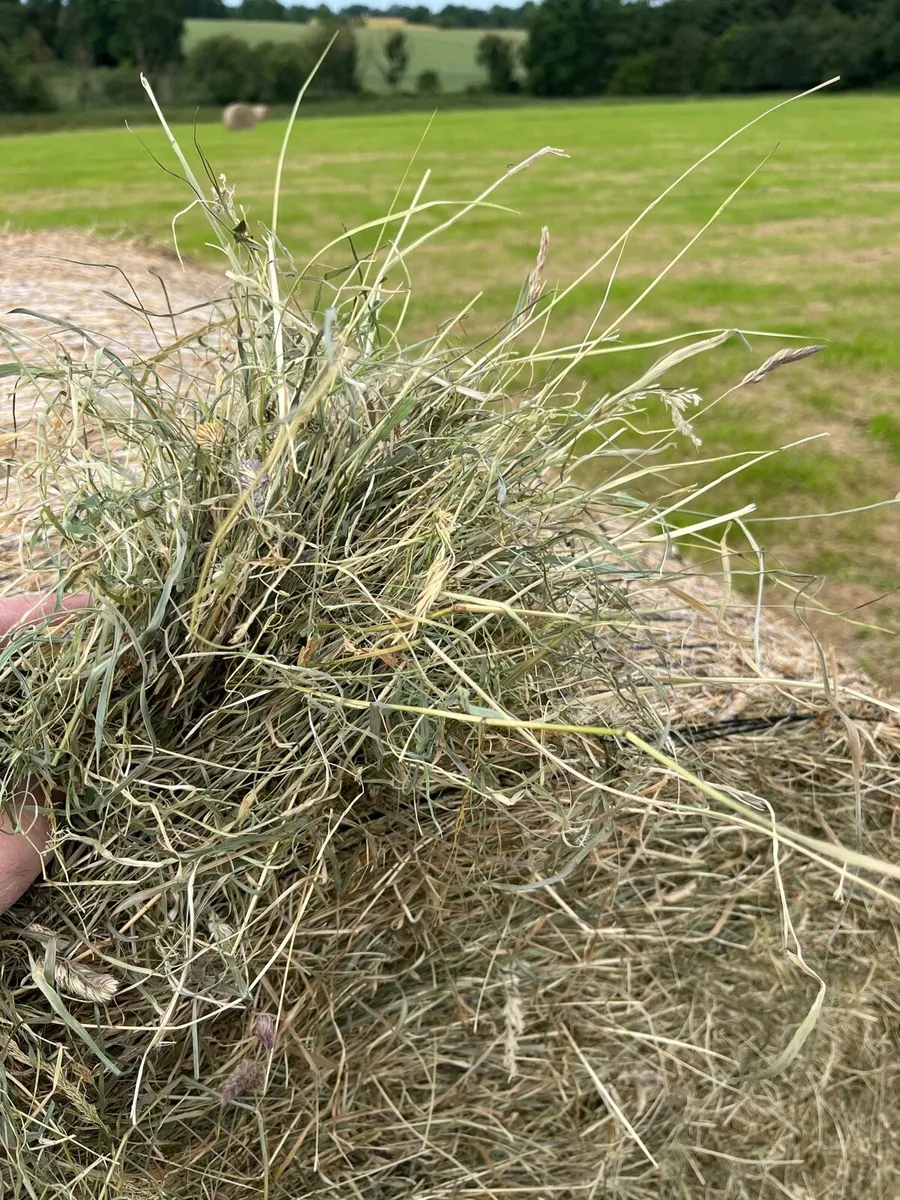 Organic hay - Image 3