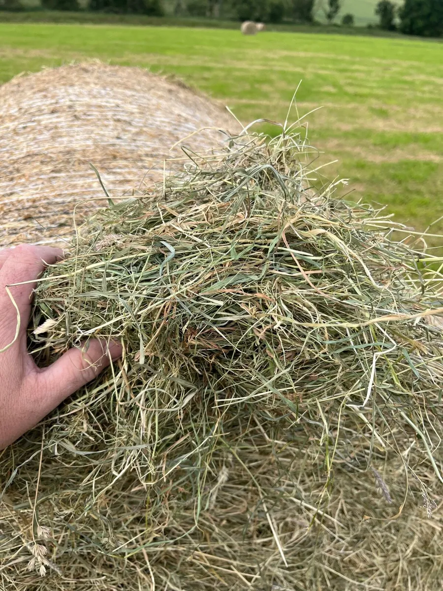 Organic hay - Image 4