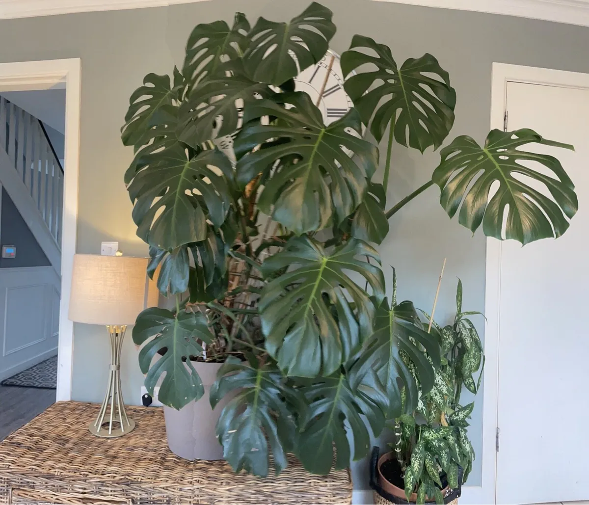 Large Monstera indoor Plant - Image 2