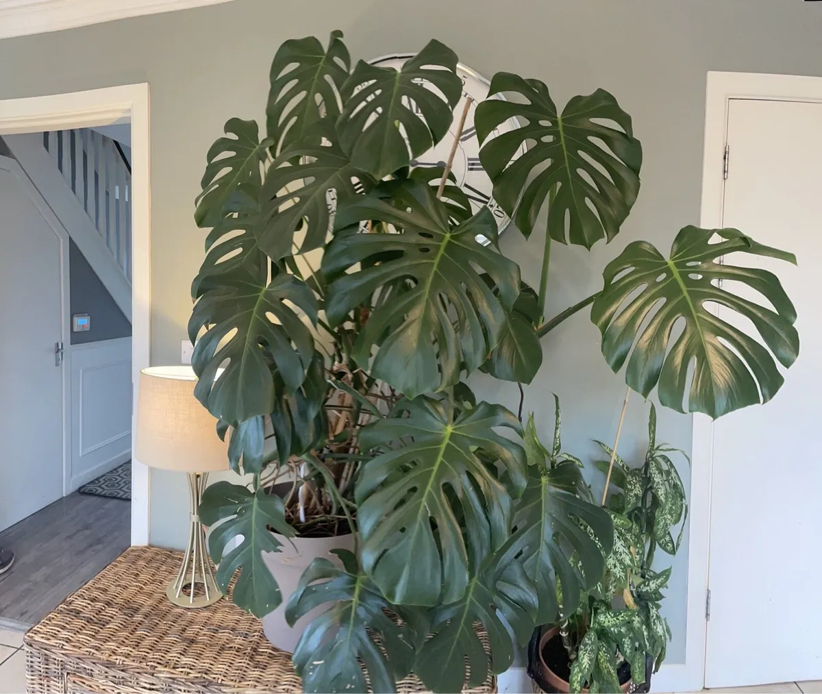 Large Monstera indoor Plant - Image 1
