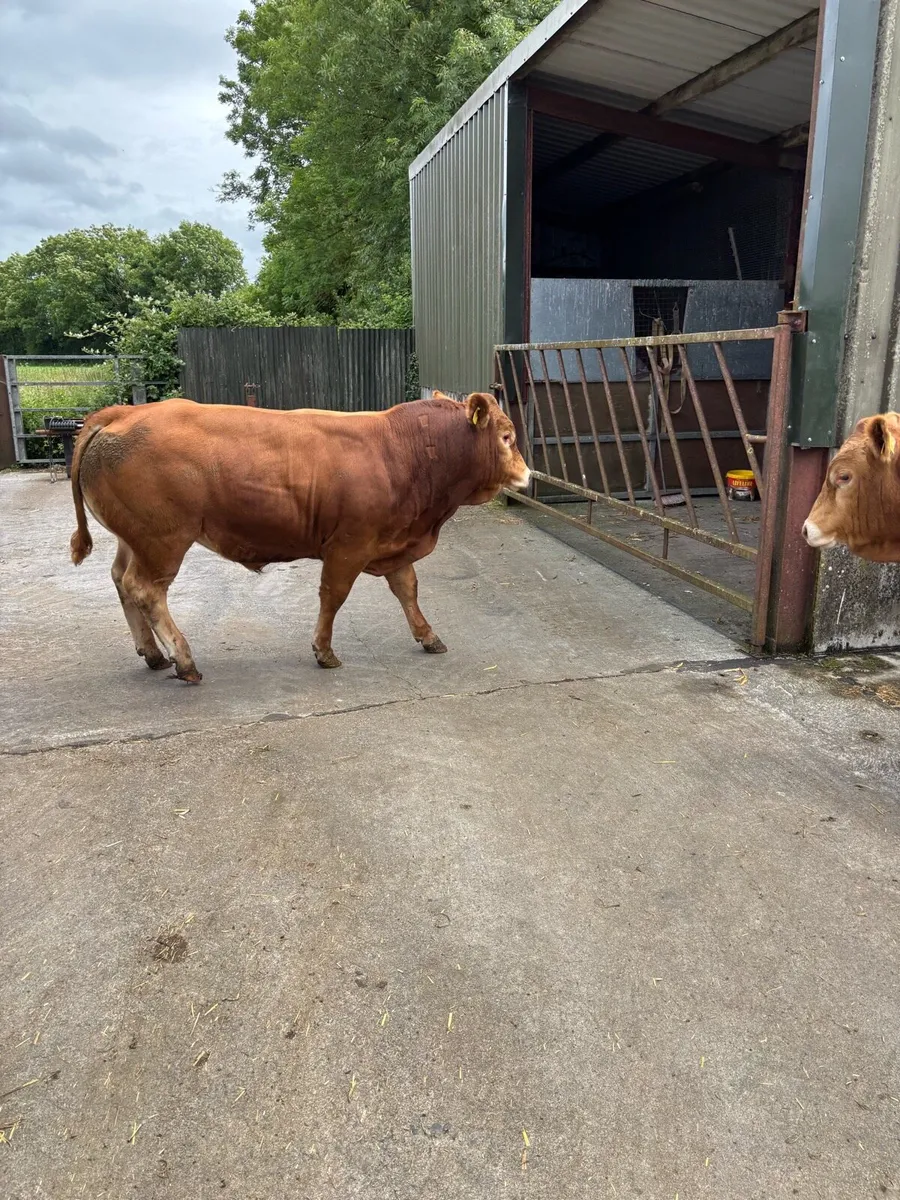 Limousin bulls - Image 1