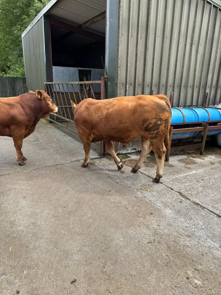 Limousin bulls - Image 2