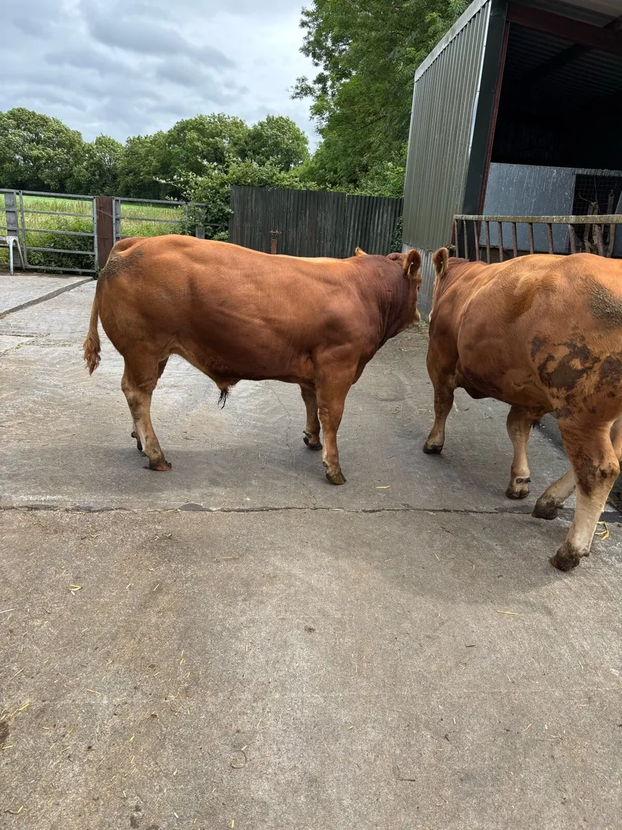 Limousin bulls - Image 3