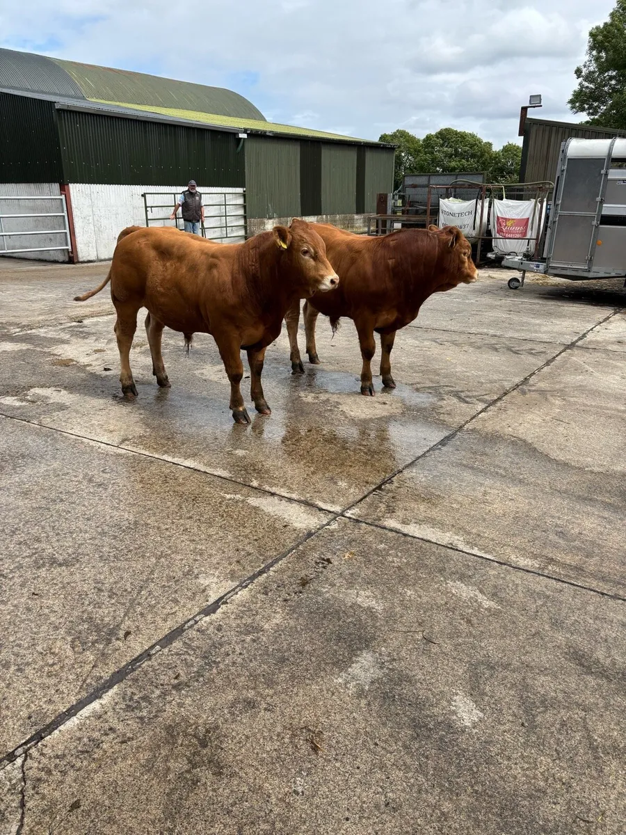 Limousin bulls - Image 4