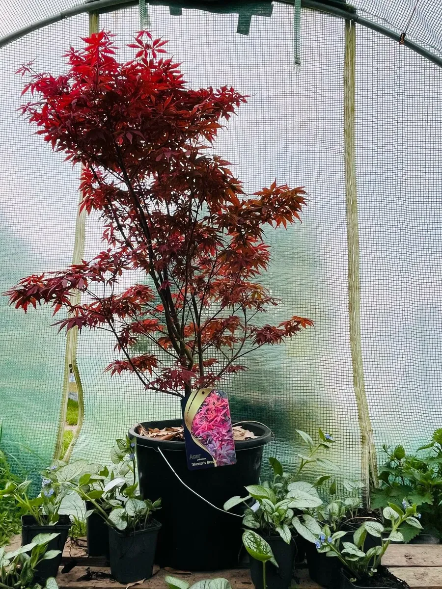 Japanese maple.  Delivery available - Image 1