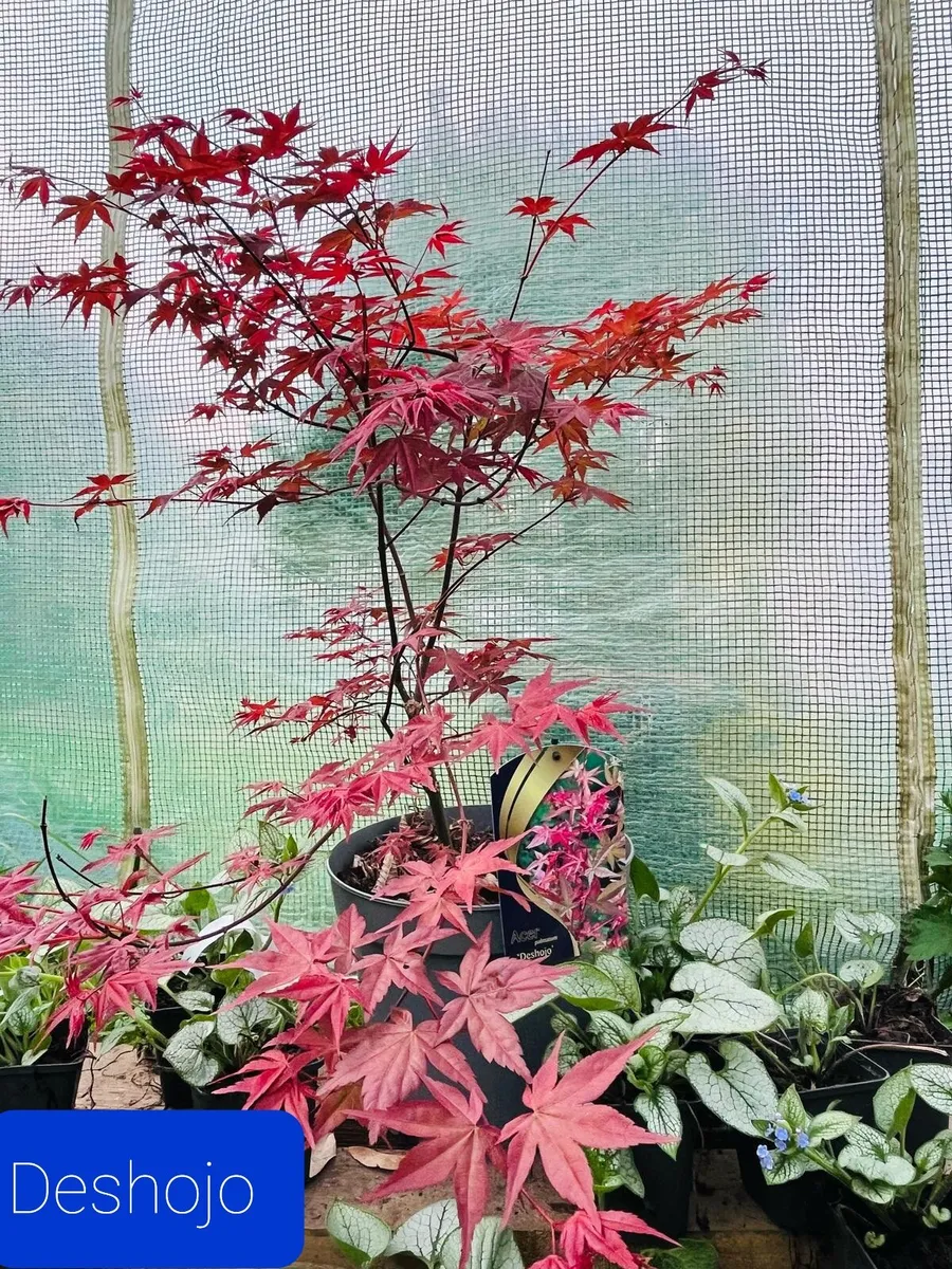 Japanese maple.  Delivery available - Image 2