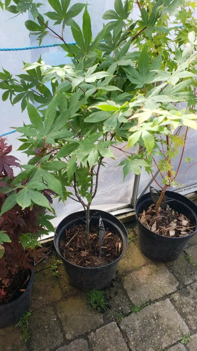 Japanese maple.  Delivery available - Image 4