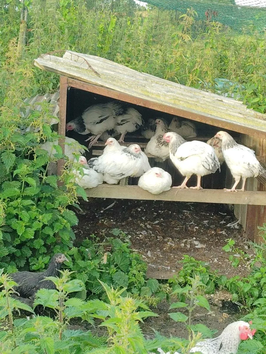 Chicks - Image 1