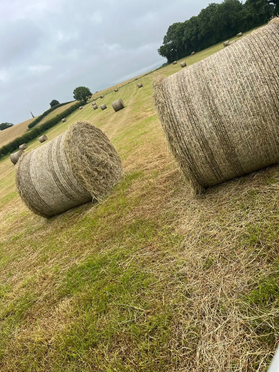 Hay - Image 1