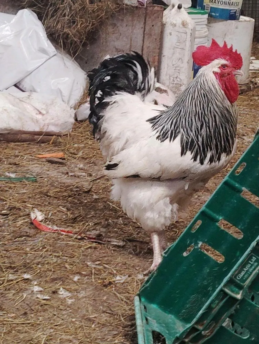 Chicks - Image 2