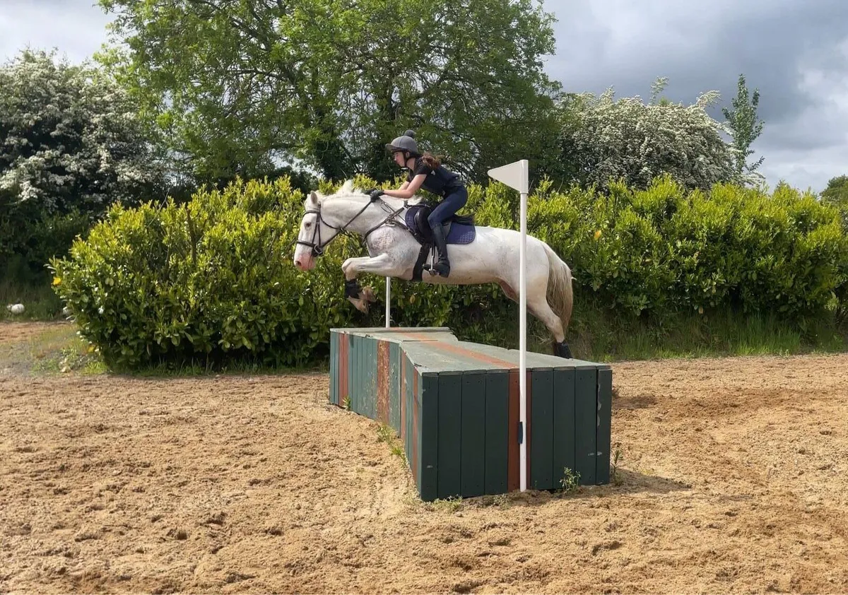 Allrounder 7yo 15.3hh Mare - Image 3