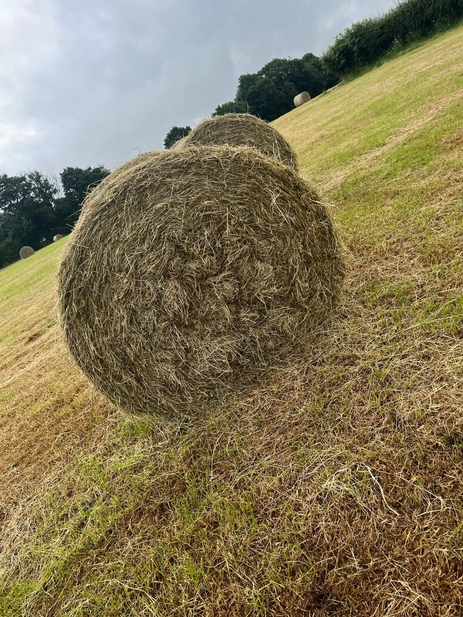 Hay - Image 2