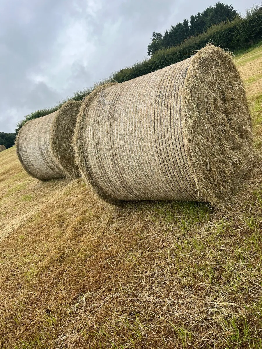 Hay - Image 3