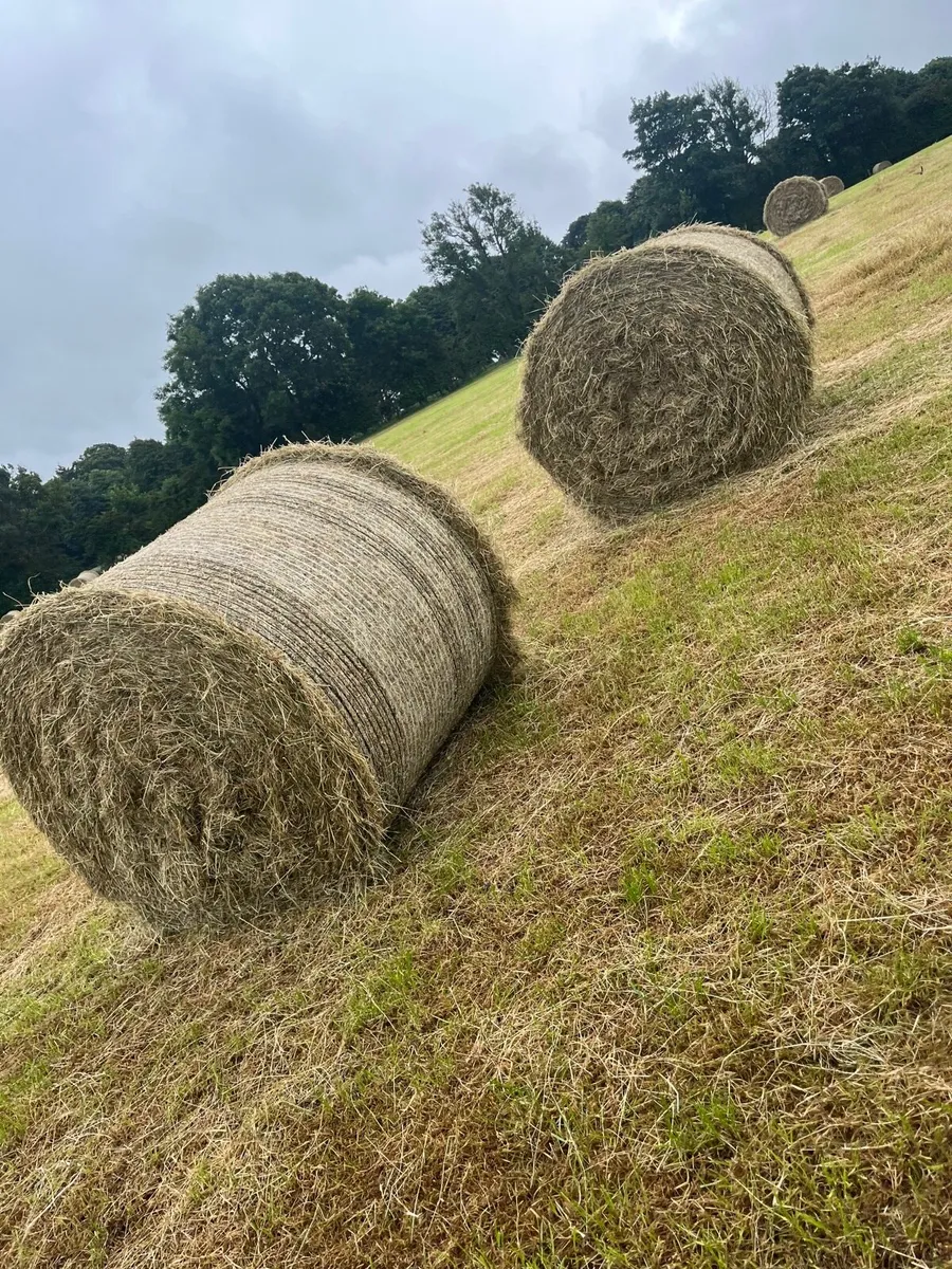 Hay - Image 4