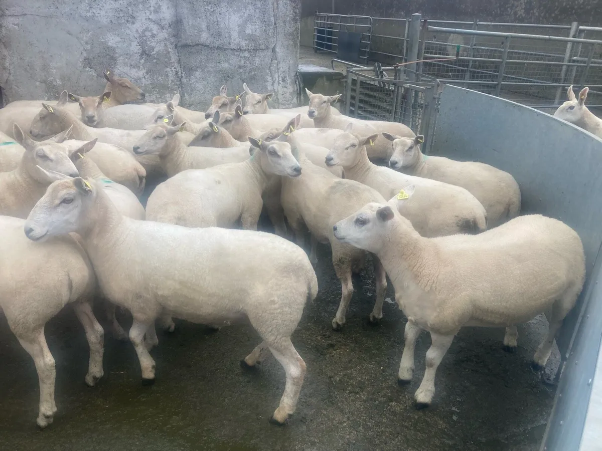 Texel x  & chx Hoggetts   30 - Image 1