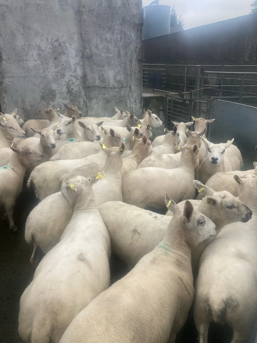 Texel x  & chx Hoggetts   30 - Image 2