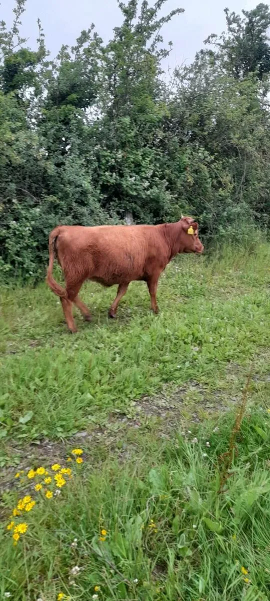 Organic dexter heifers - Image 1