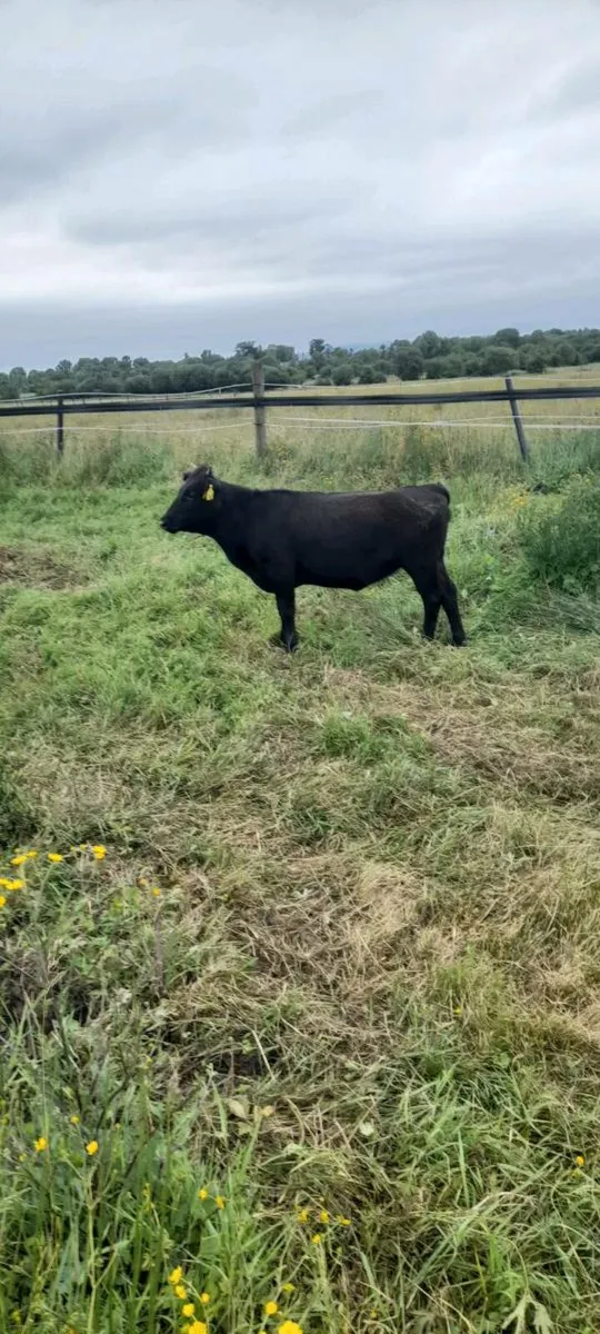 Organic dexter heifers - Image 2