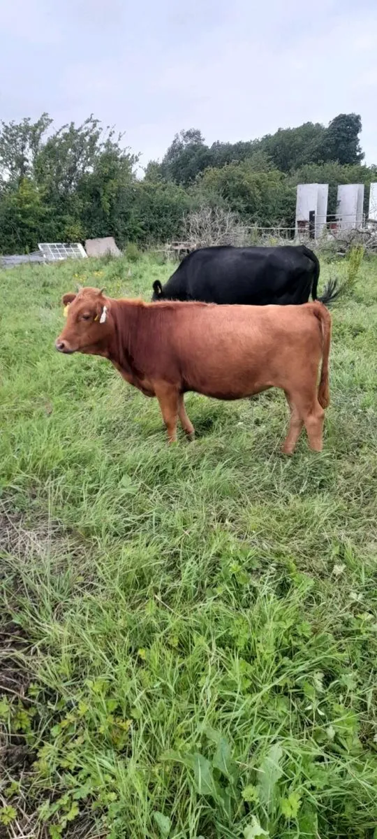 Organic dexter heifers - Image 3