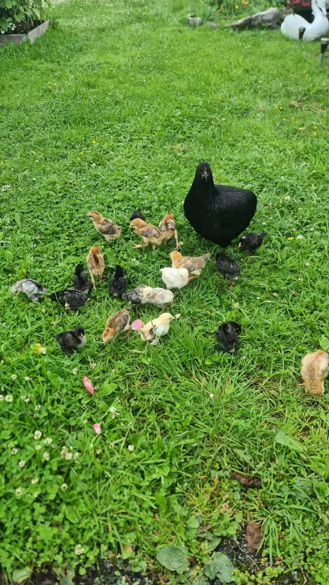 Chicks (hybrid pullets) - Image 2