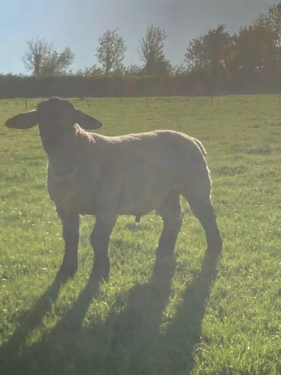 Suffolk Ram Lambs - Image 1