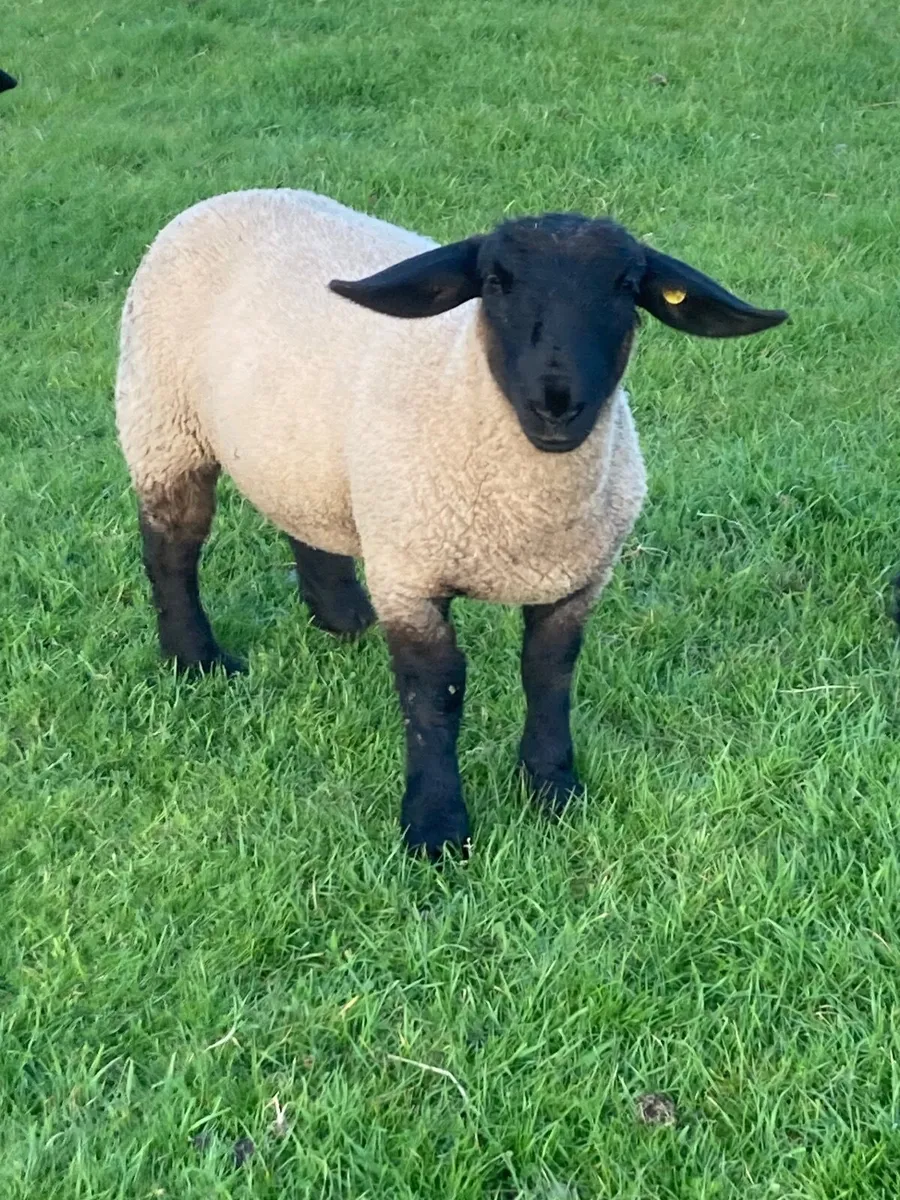 Suffolk Ram Lambs - Image 2