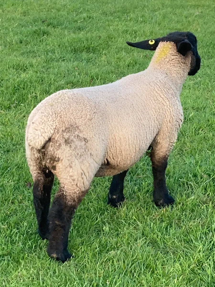 Suffolk Ram Lambs - Image 3