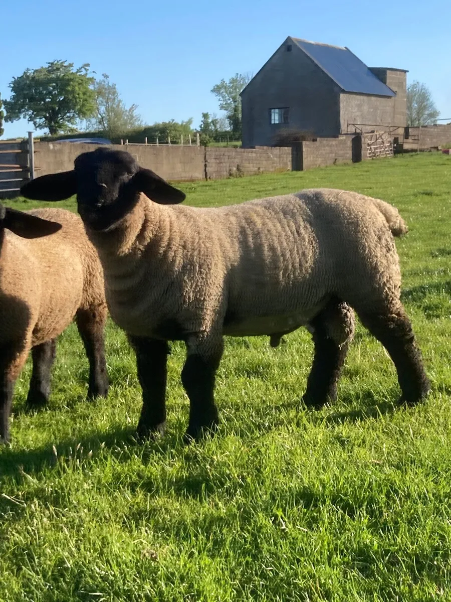 Suffolk Ram Lambs - Image 4