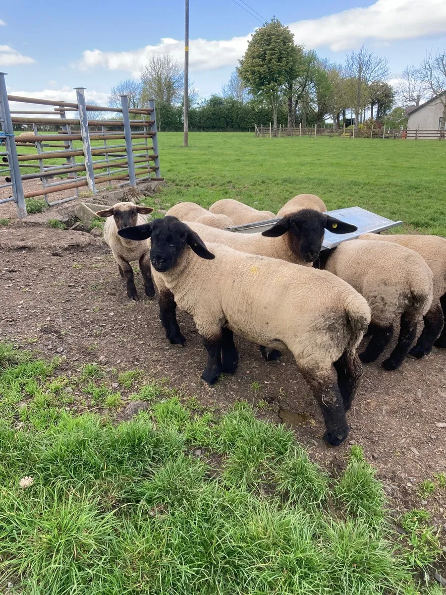 Suffolk Ewe Lambs - Image 3