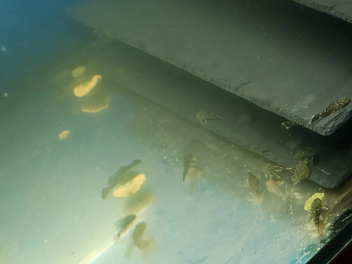 Common ancistus pleco - Image 2
