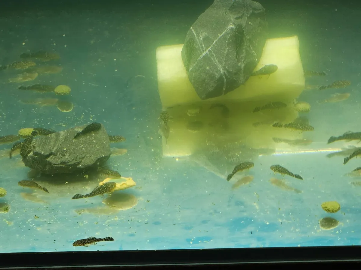 Common ancistus pleco - Image 3