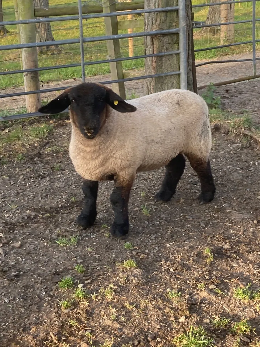 Suffolk Ewe Lambs - Image 4