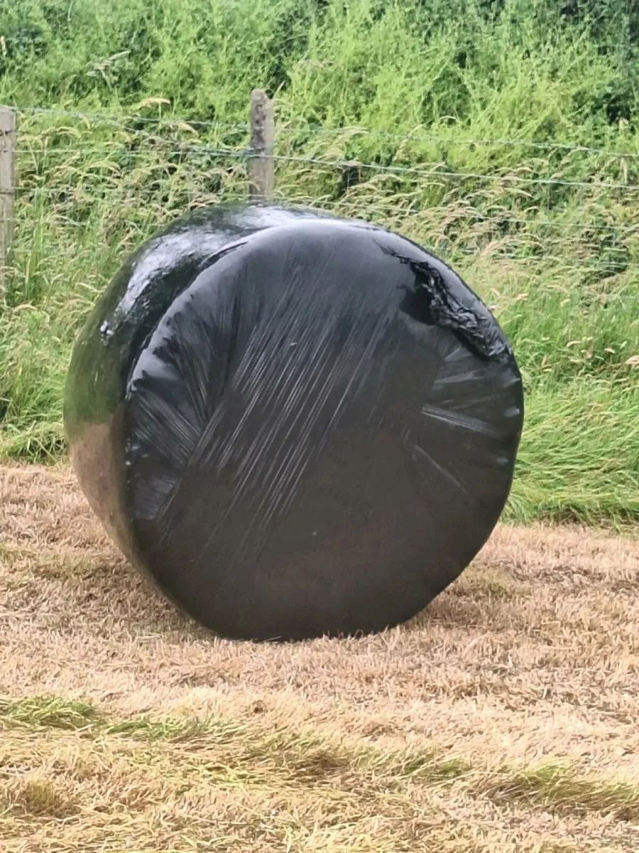 4x4 bales chopped silage - Image 2