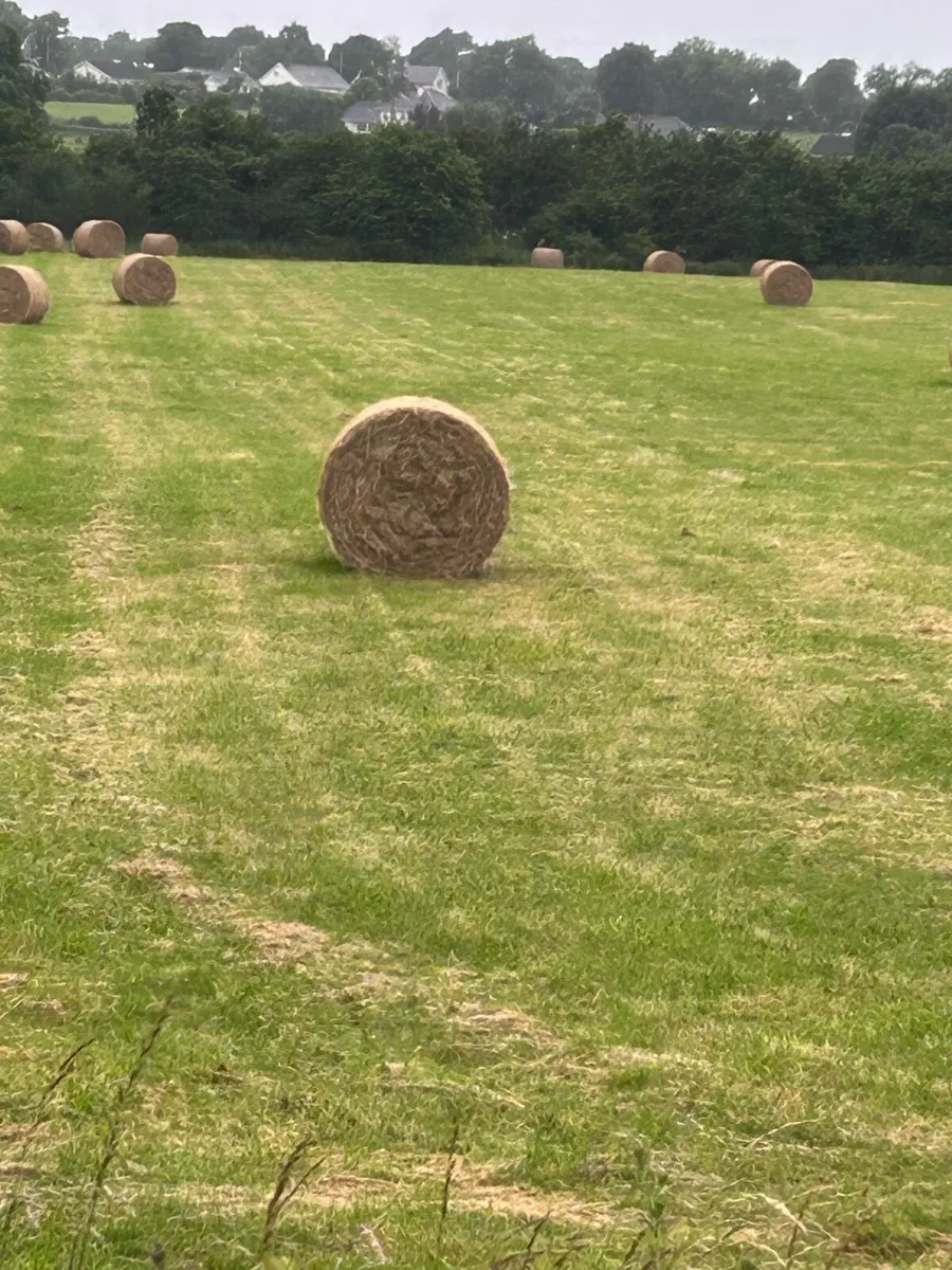 Hay for sale - Image 1