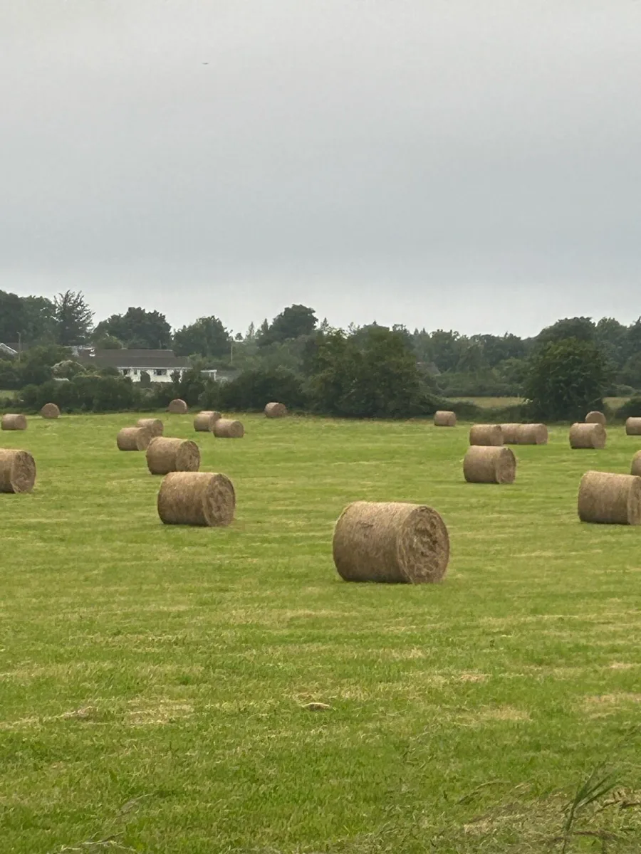 Hay for sale - Image 2