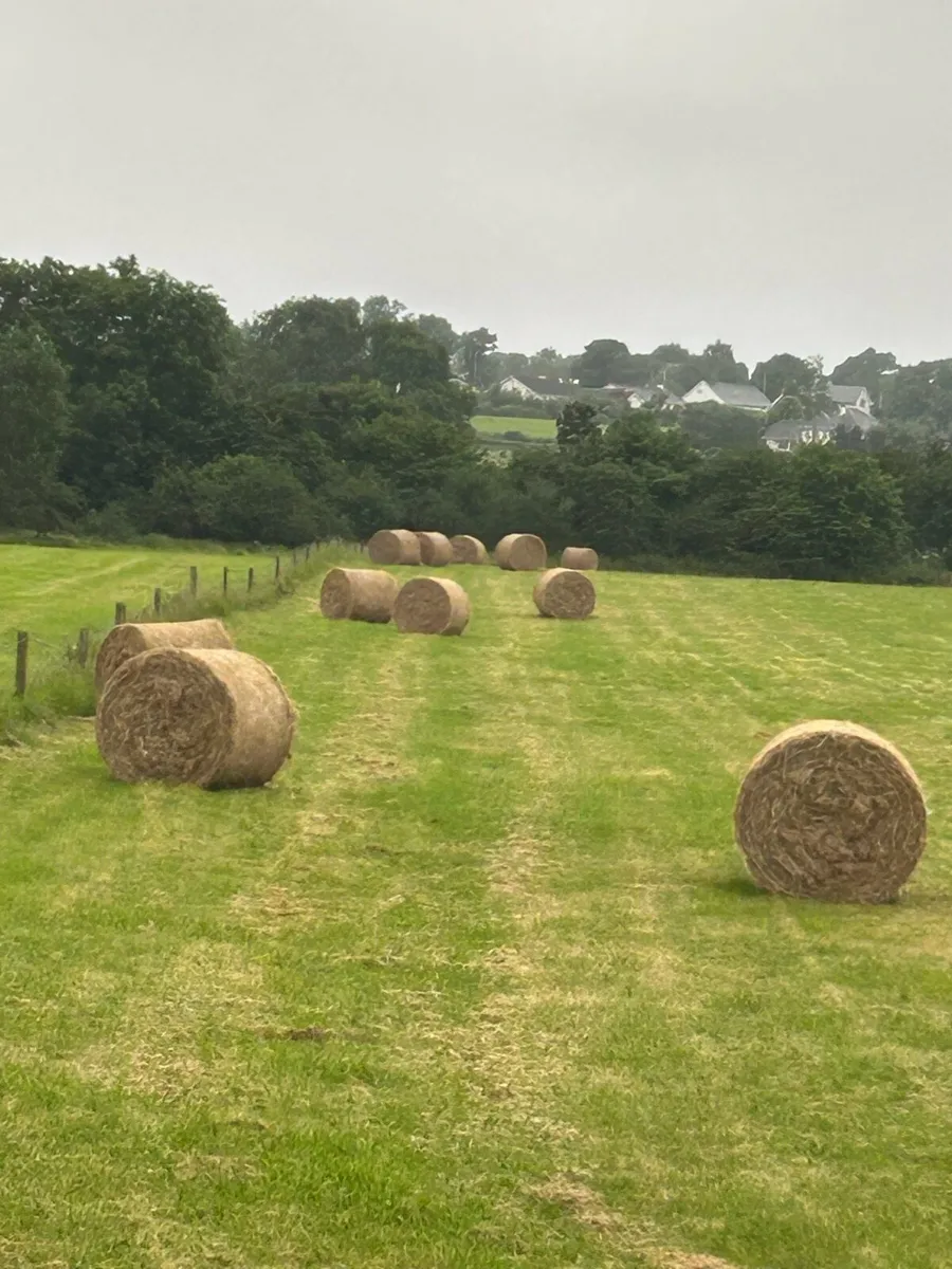 Hay for sale - Image 3