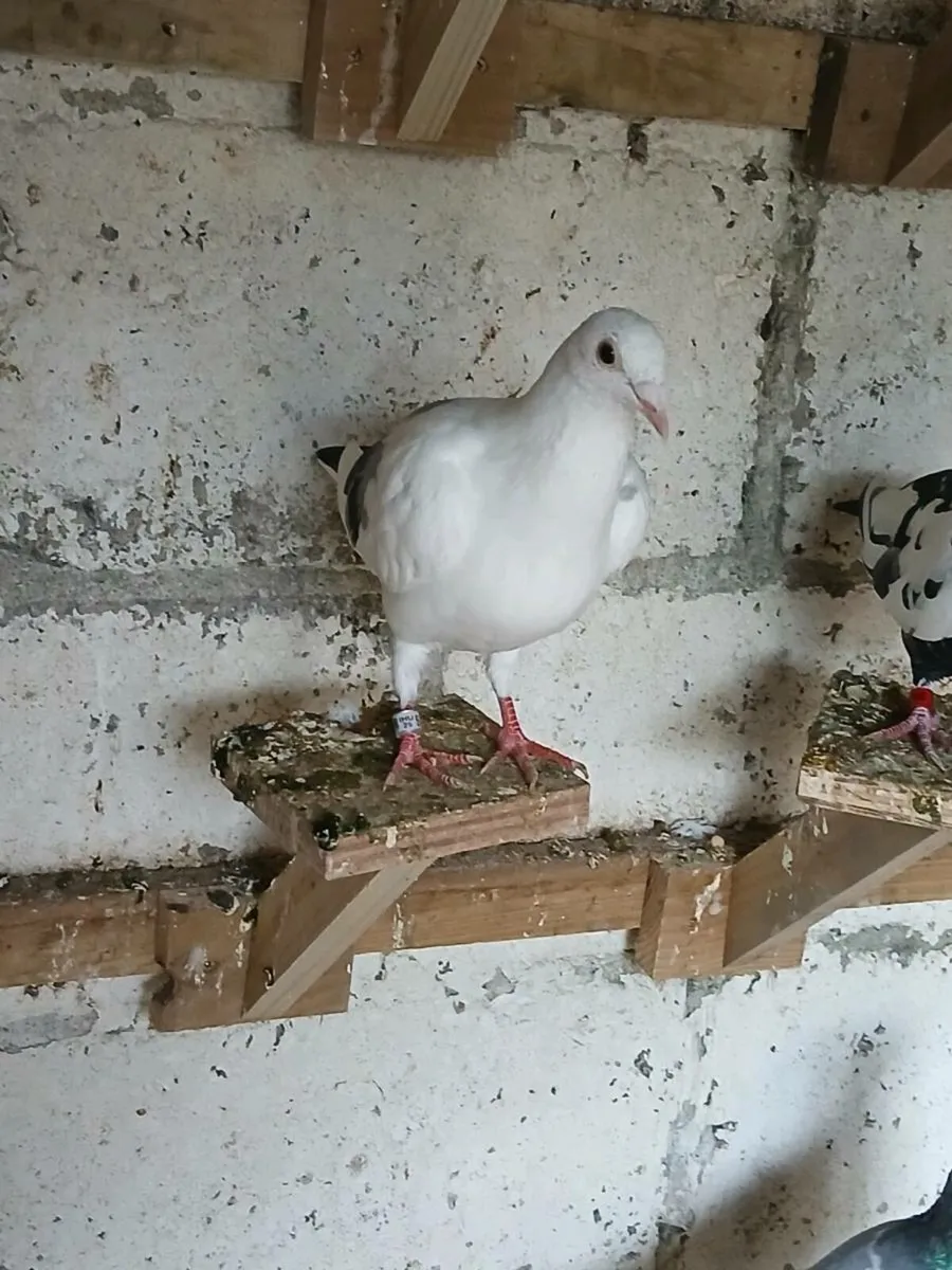 Coloured racing pigeons - Image 1
