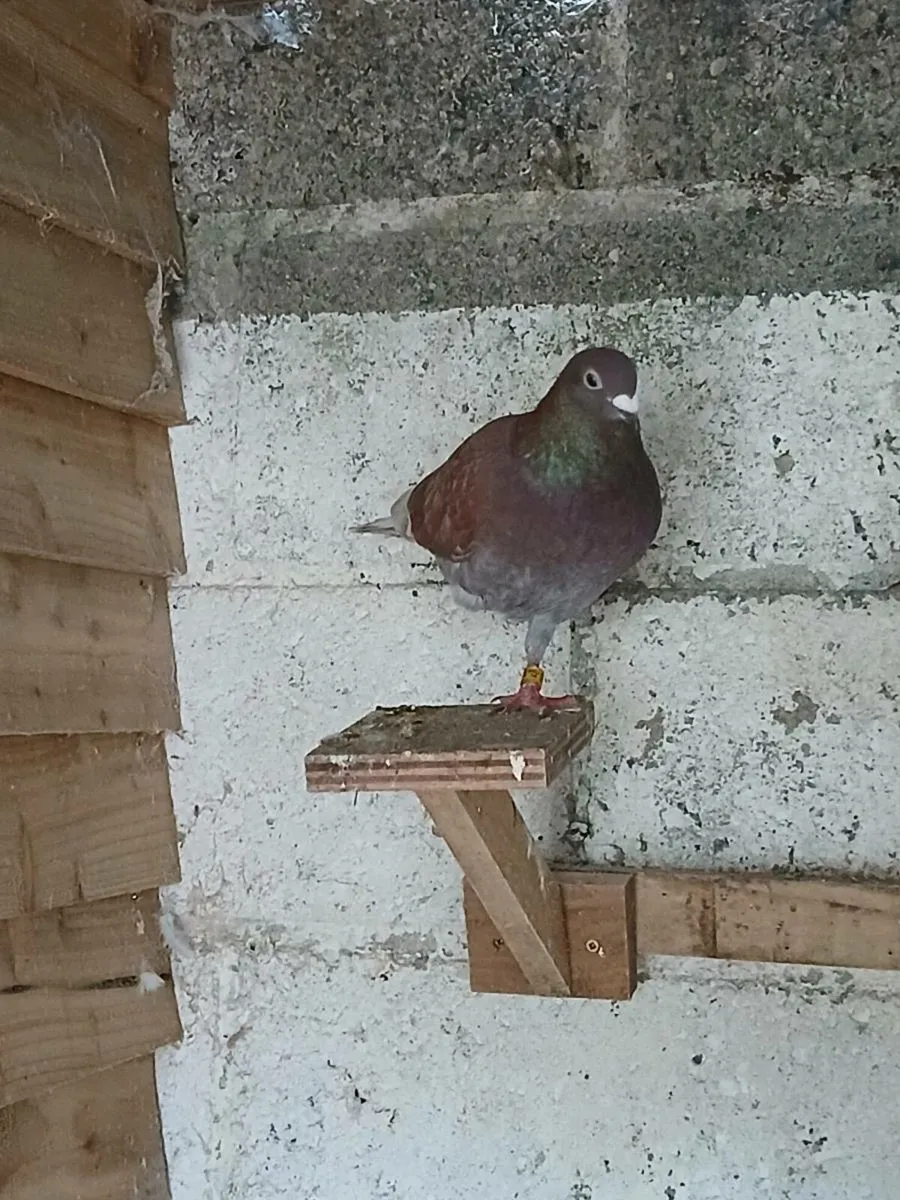 Coloured racing pigeons - Image 2