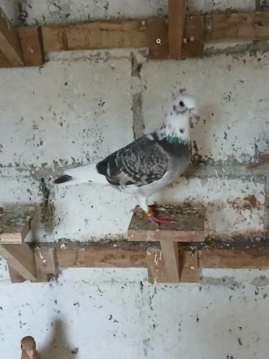 Coloured racing pigeons - Image 3