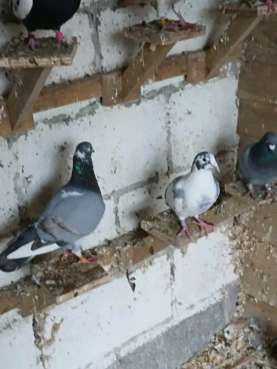 Coloured racing pigeons - Image 4