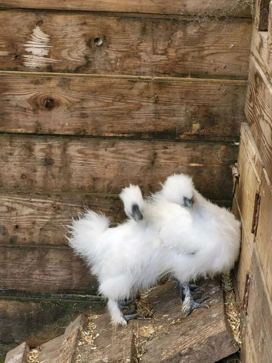 Silkies - Image 1