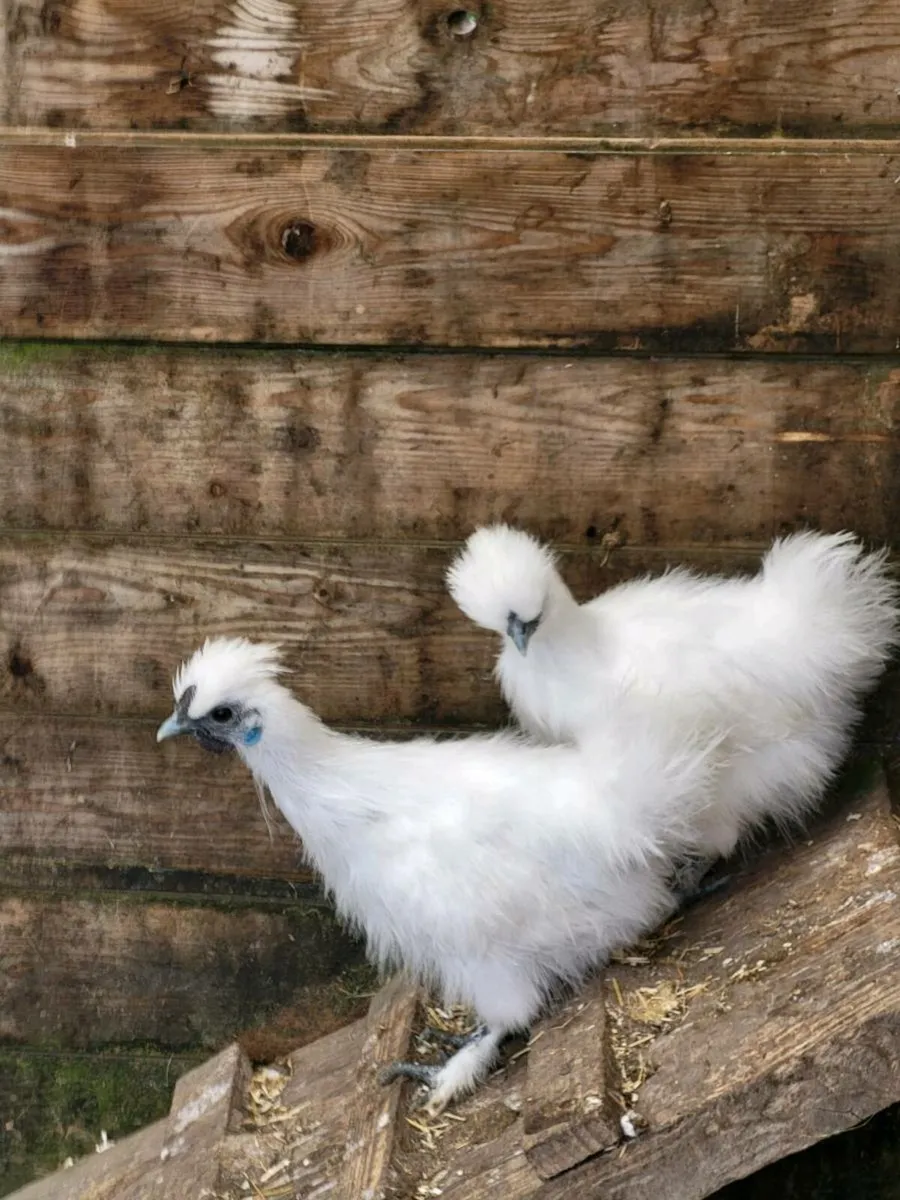 Silkies - Image 2