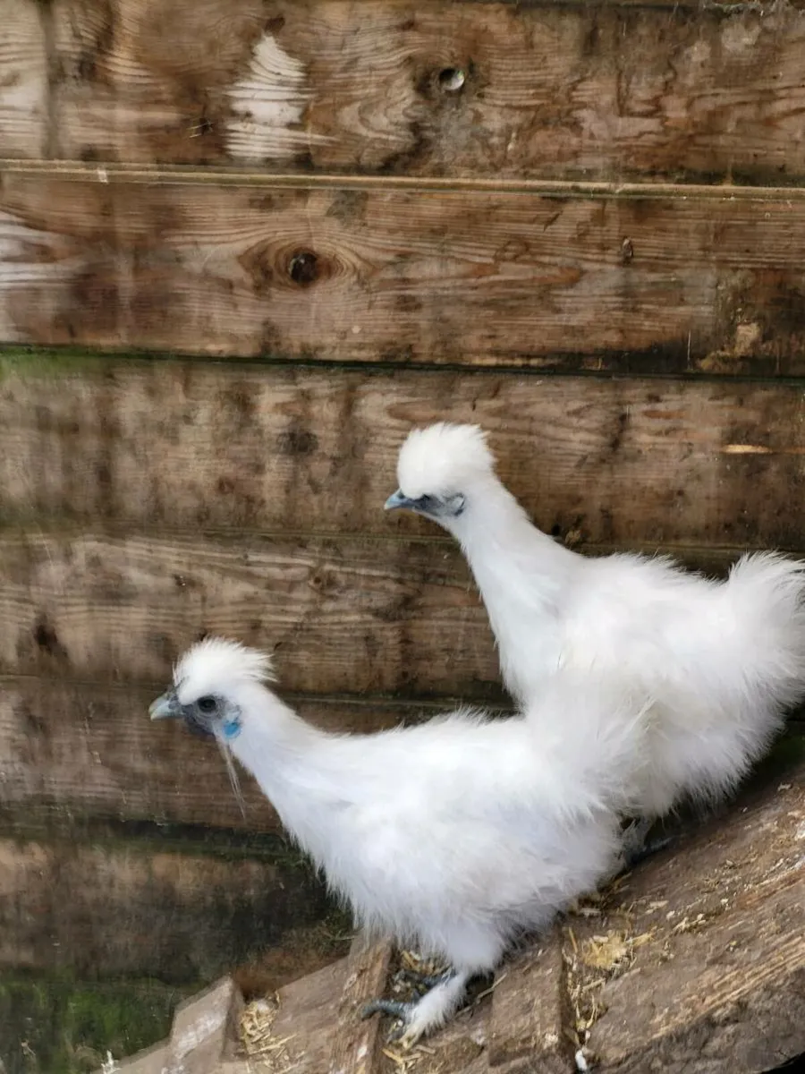 Silkies - Image 3
