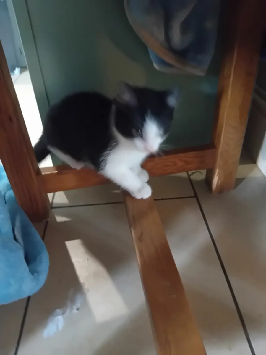 Kittens and young cats - Image 2