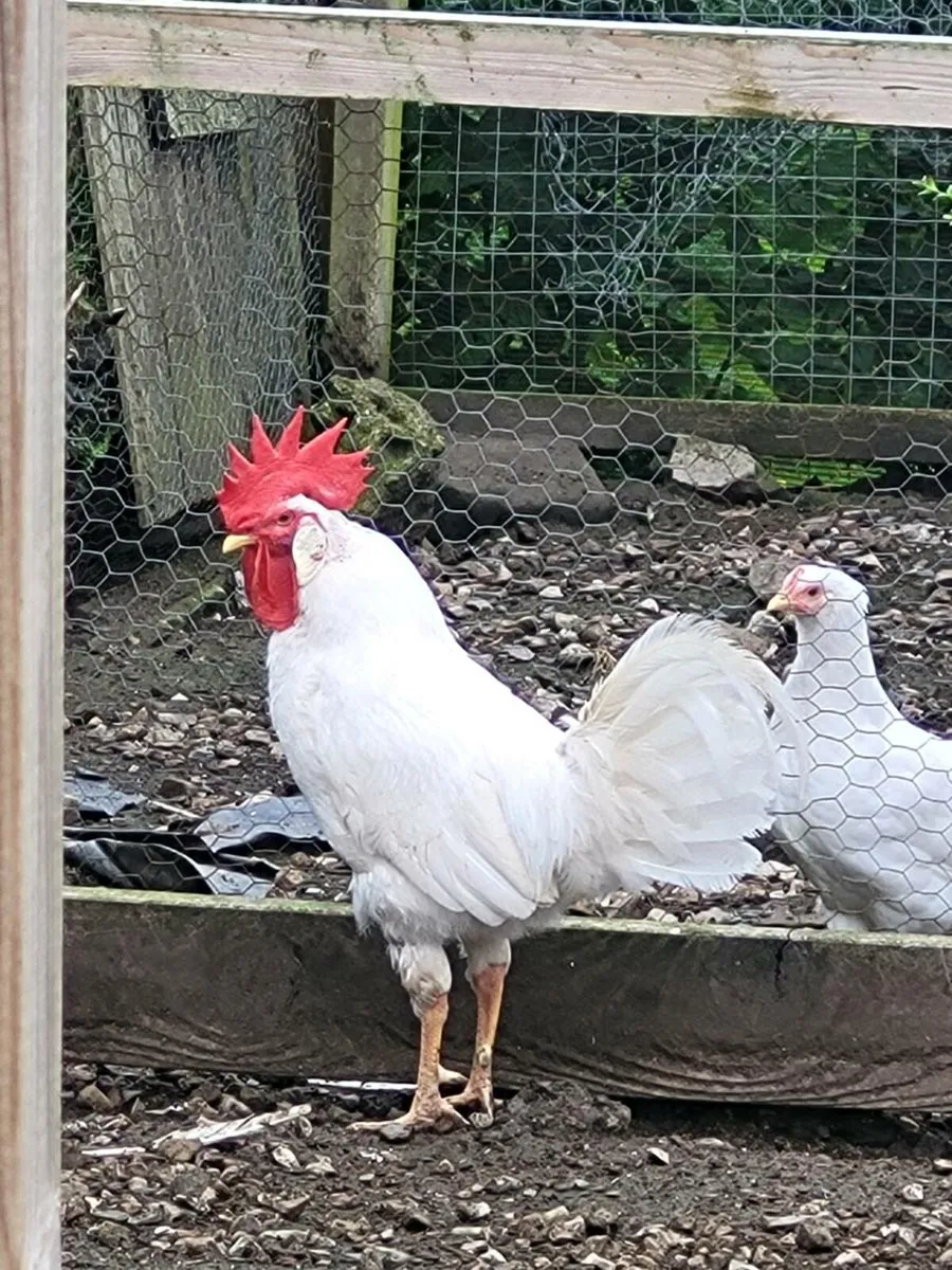 Silkies - Image 4