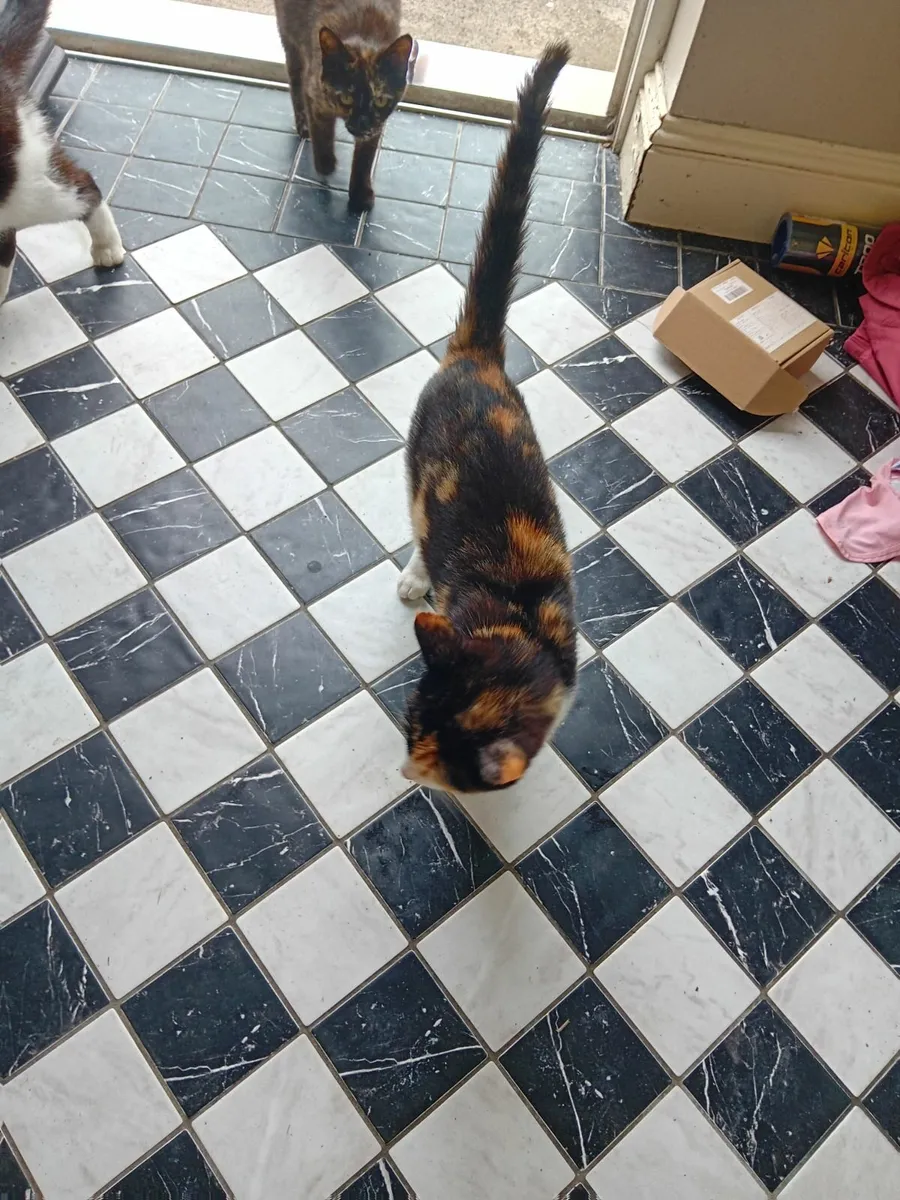 Kittens and young cats - Image 3