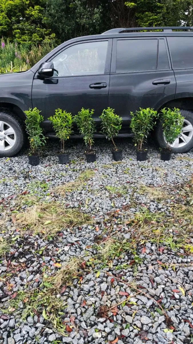 Quality 3 litre Portuguese Laurel Hedging 5 euro - Image 1